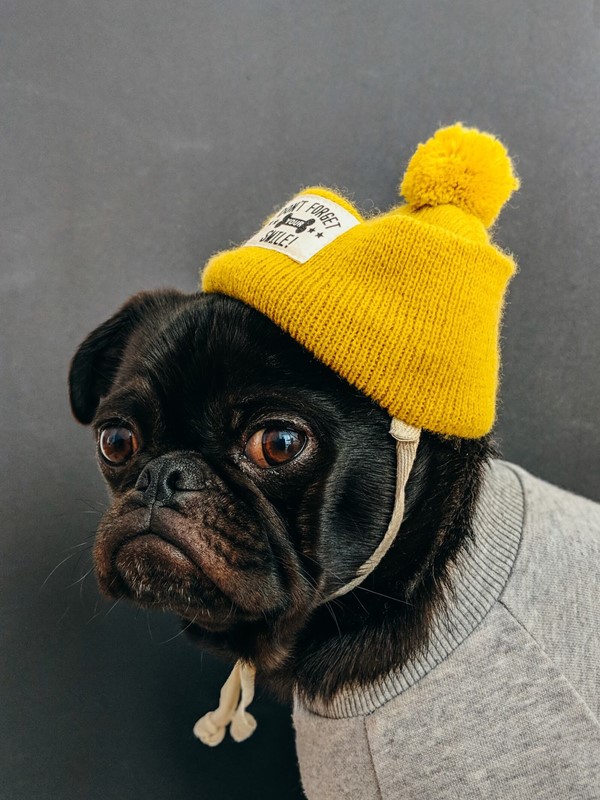 CBD for pets