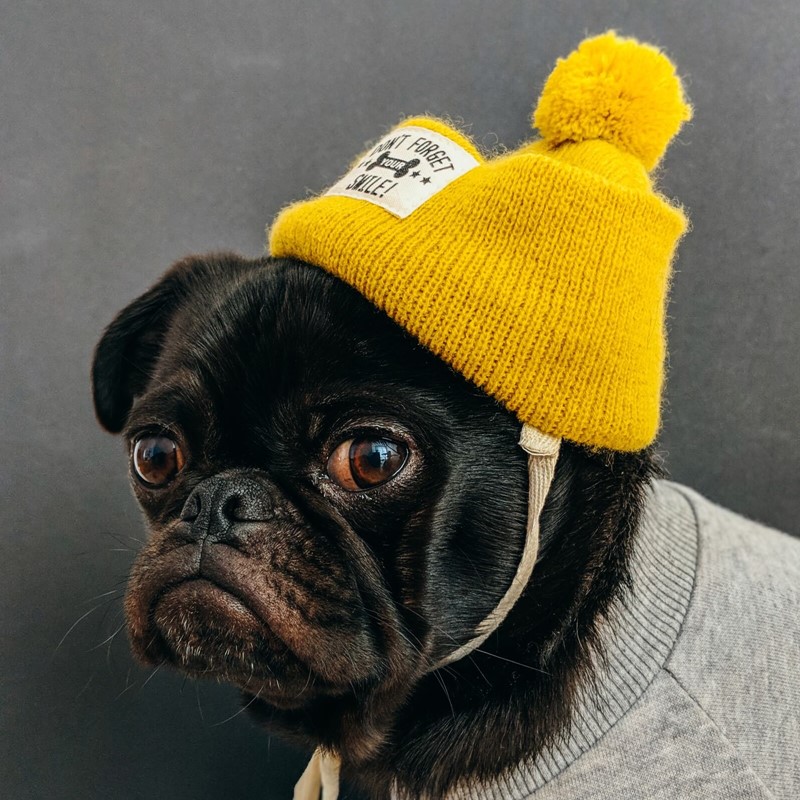 CBD for pets